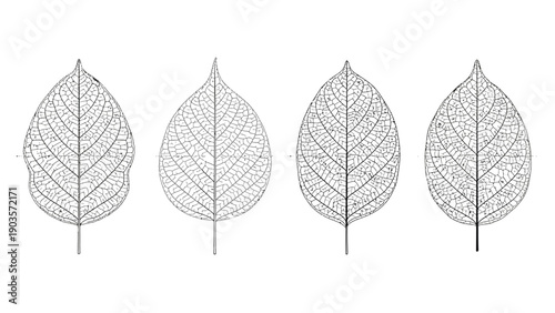 Four detailed botanical leaf vein structures illustrate natural plant.