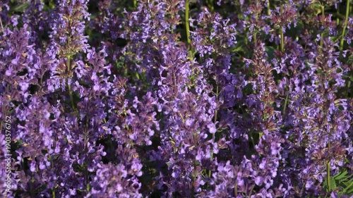 Wallpaper Mural Blooming Caucasus Catmint (Nepeta grandiflora) with vibrant purple-blue flower spikes sways gently in sunlit garden bed. Close-up view with shallow depth captures full bloom clusters.  Torontodigital.ca