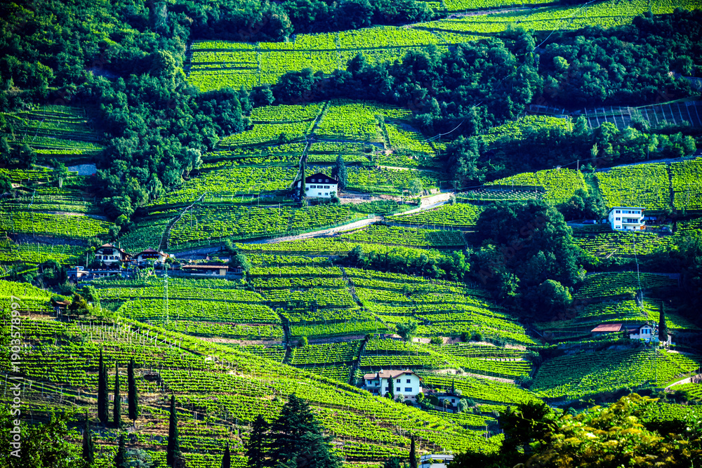Obraz premium Agricultural landscape view of Trentino-South Tyrol, Italy