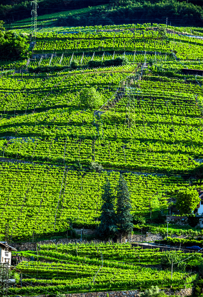Obraz premium Agricultural landscape view of Trentino-South Tyrol, Italy