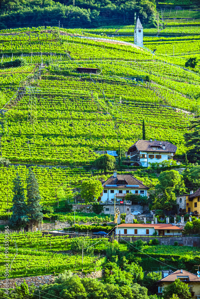 Obraz premium Agricultural landscape view of Trentino-South Tyrol, Italy