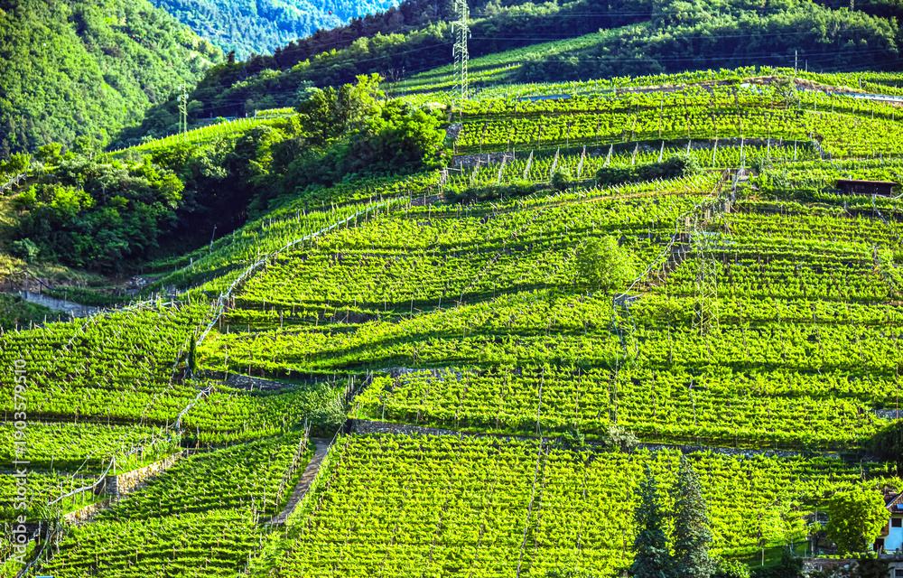 Obraz premium Agricultural landscape view of Trentino-South Tyrol, Italy