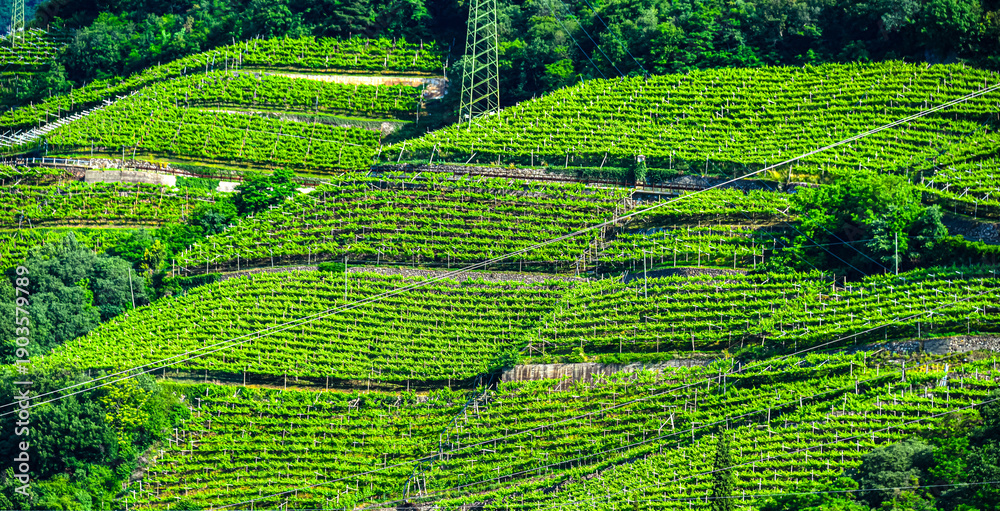 Obraz premium Agricultural landscape view of Trentino-South Tyrol, Italy