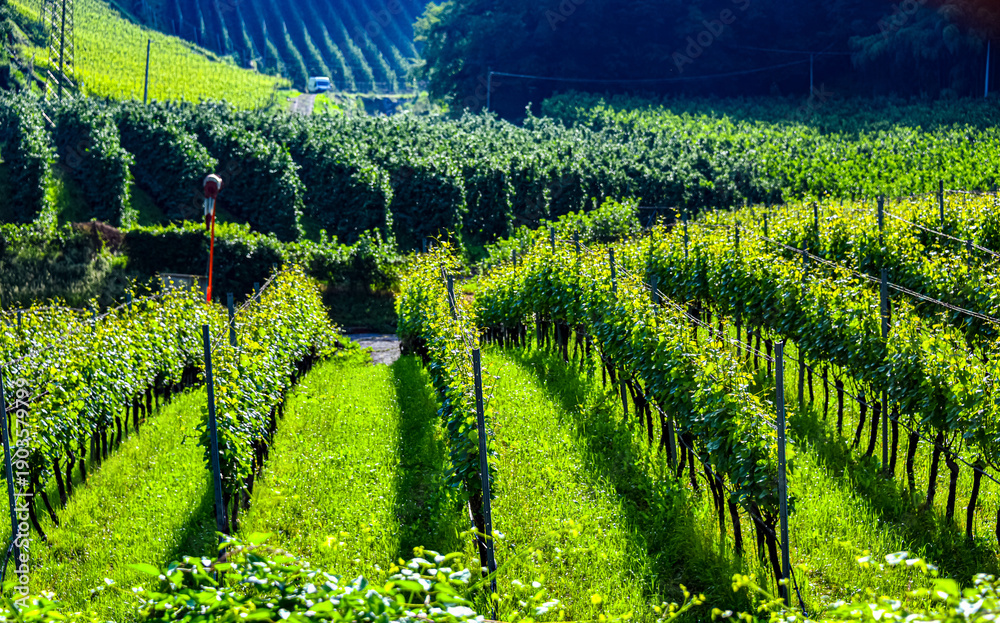 Obraz premium Agricultural landscape view of Trentino-South Tyrol, Italy