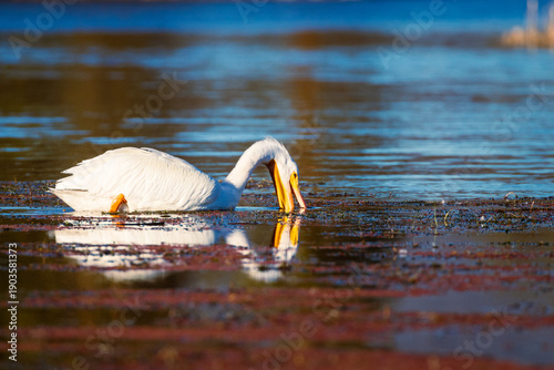 American white pelican (Pelecanus erythrorhynchos) feeding in Baum Lake, Shasta County, California