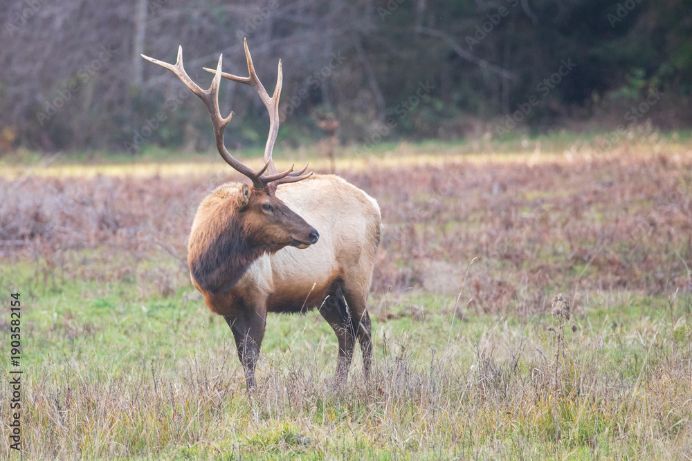 Fototapeta premium A majestic Roosevelt elk bull standing in a grassy meadow at Prairie Creek Redwoods State Park, California, showcasing its large antlers in a natural habitat.