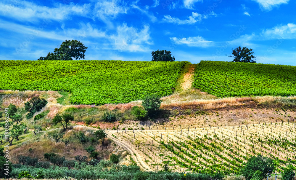 Fototapeta premium Agricultural landscape view of Calabria, Italy