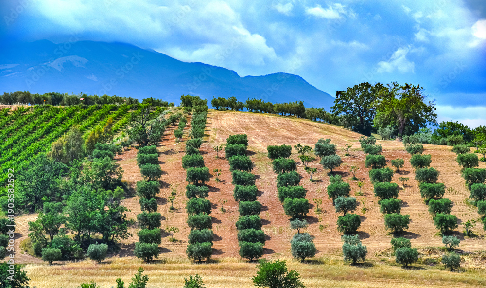 Fototapeta premium Agricultural landscape view of Calabria, Italy