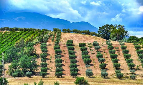 Fotografie Agricultural landscape view of Calabria, Italy