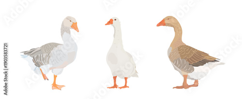 Cute cartoon farm Birds collection. Vector illustrations of hand drawn white, grey and brown Goose (Geese) isolated on white background. Set of poultry clip.