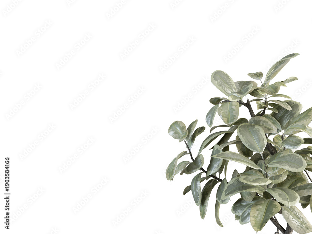 Obraz premium Close-Up of Green Succulent Leaves on White Background