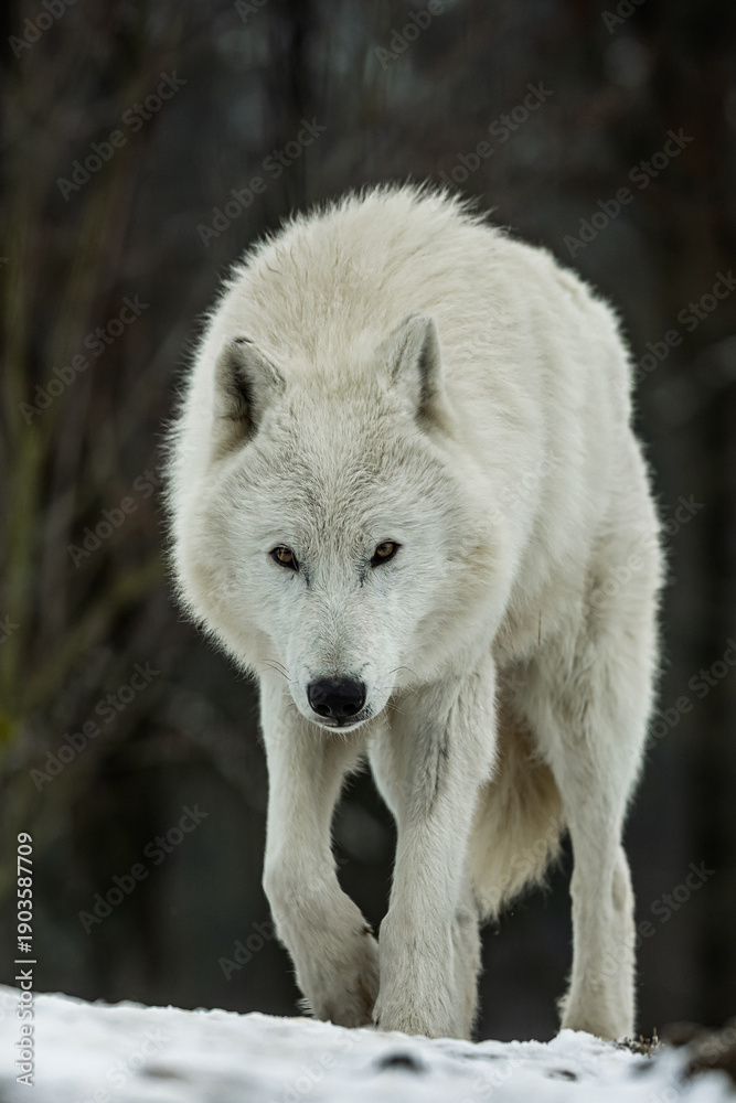 Obraz premium portrait Canis lupus arctos Arctic Wolf approaching on snow with intense gaze