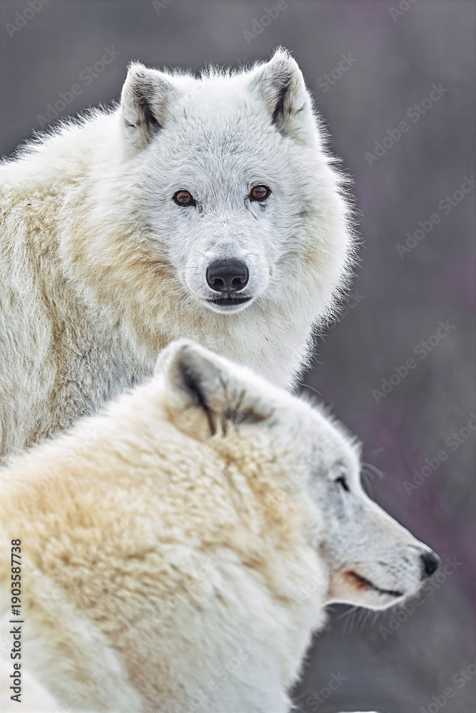 Fototapeta premium two Canis lupus arctos Arctic wolf portraits in winter with soft background.