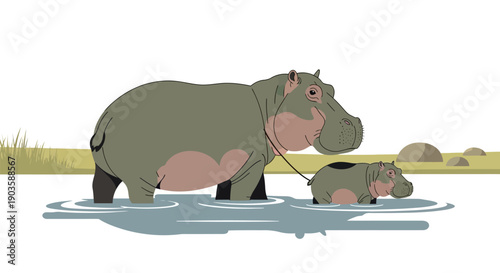 Mother hippo and baby standing in water with mud background