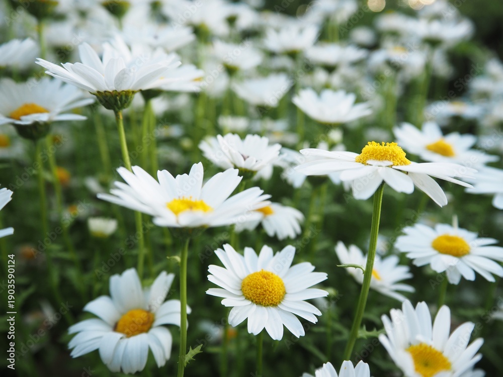 Obraz premium White Daisy Flowers in Bloom Close-Up