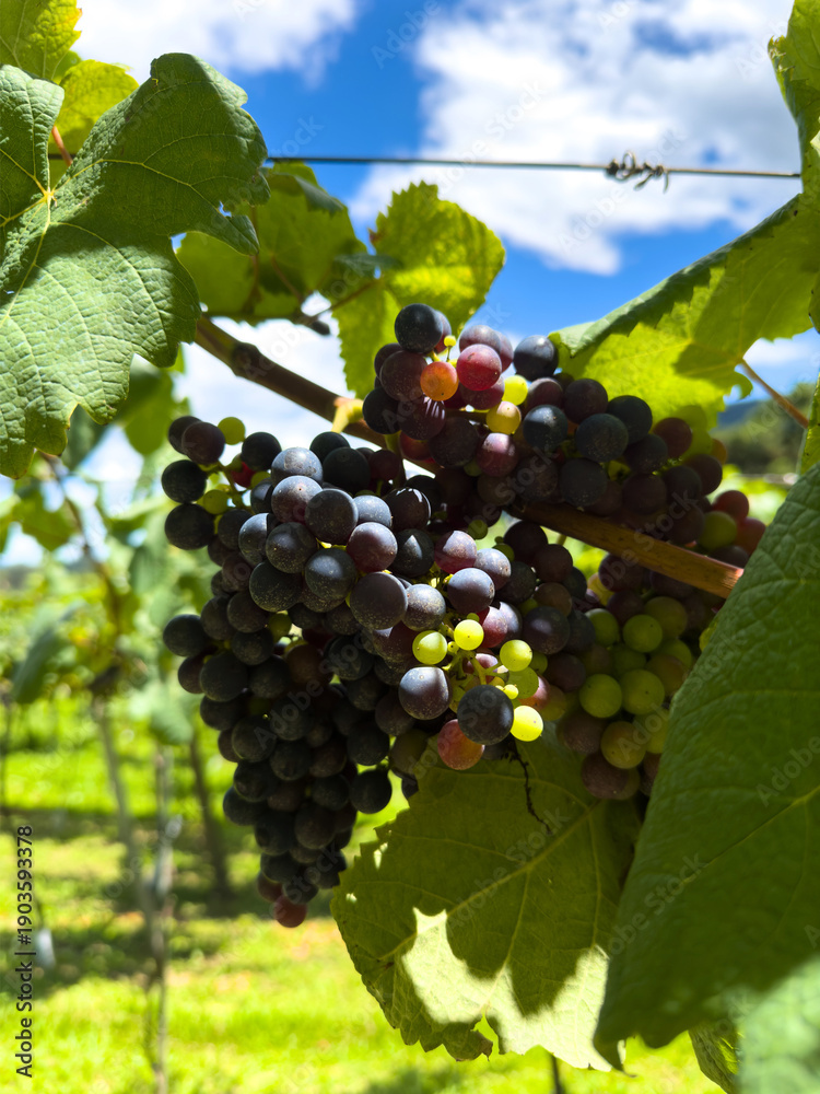 Fototapeta premium Grapes Growing on Vines in Vineyard