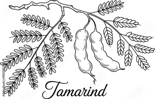Detailed tamarind fruit branch with leaves illustration