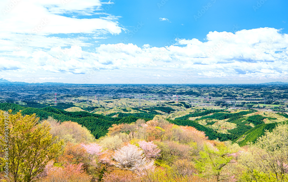 Obraz premium 栃木県大田原市 御亭山から見る満開の山桜