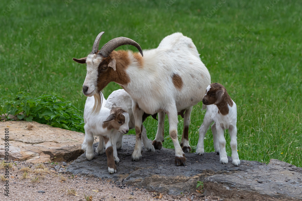 Fototapeta premium Goats