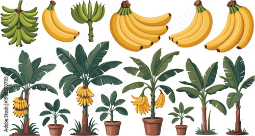 banana, plant, tree, fruit, botanical, illustration, tropical, leaf, bunch, yellow, green, nature, set, collection, agriculture, organic, food, design, vector, farm