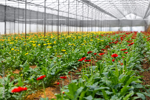 Slika na platnu Colorful floriculture in greenhouse with vibrant blossoms of yellow and red