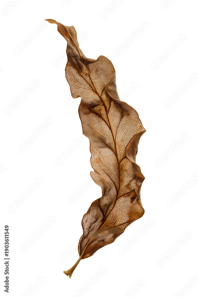 Fototapeta premium A beautifully detailed dry leaf, showcasing intricate veins and earthy tones, perfect for nature-themed designs and organic concepts.