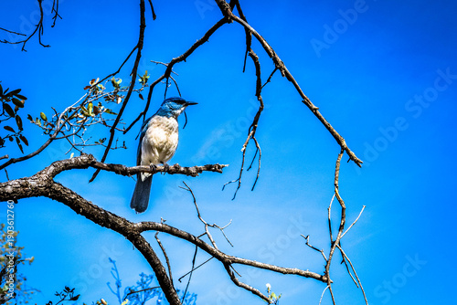 Texas' Big Bend National Park scrub jay in the winter of 2026