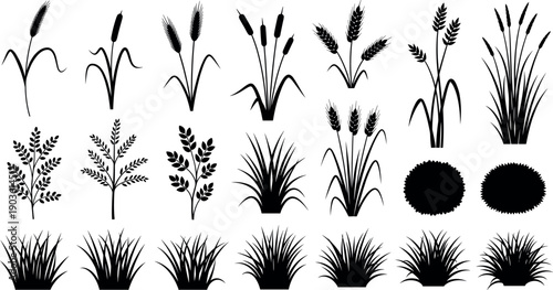 Black silhouette collection of wild grasses, reeds, cattails and decorative meadow plants for botanical and landscape design isolated on white background