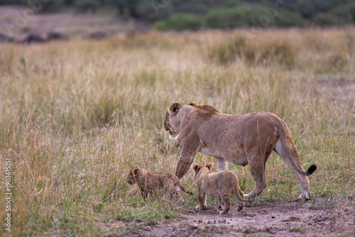 Lioness and three cub. Savanna of Masai Mara, Kenya