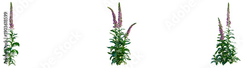 Digitalis purpurea tree, elevation, front view, cutout, transparent background, isolate, Delicate Purple Flowers: A Close-Up of Vibrant Blooms in Soft Focus