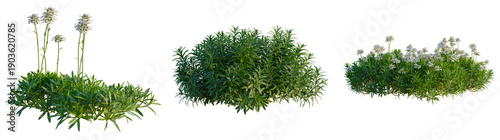 Iberis sempervirens tree, elevation, front view, cutout, transparent background, isolate, Delicate sprigs of flowering verbena plants, showcasing vibrant purple blooms against a clean background