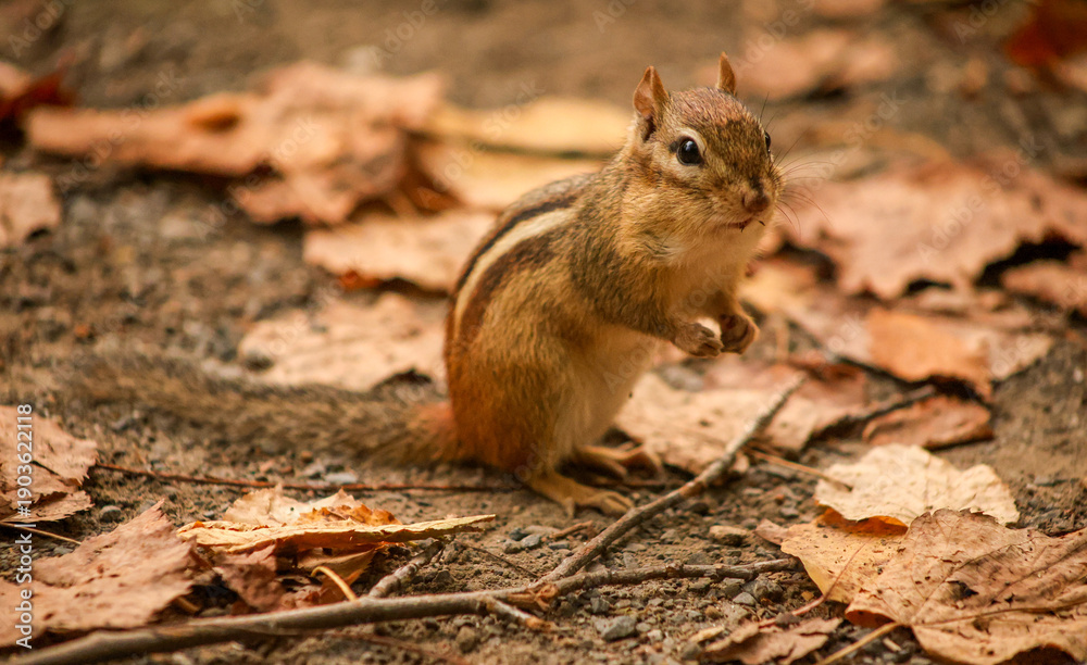 Fototapeta premium Alert Chipmunk Standing on Forest Floor Among Autumn Leaves