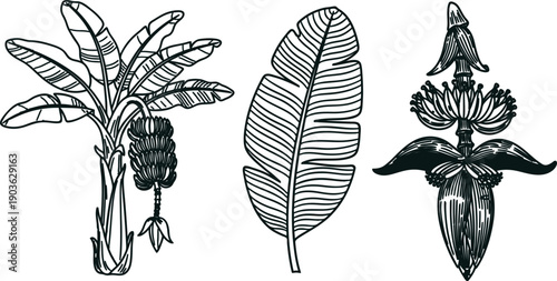Banana plant and leaf and flower illustrations in vintage style  plants and flowers for design and decoration
