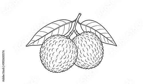Litchi fruit with leaf line art silhouette vector illustration