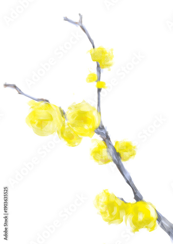 1月に咲く蝋梅の花