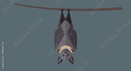 Close-up of a hanging fruit bat with wings folded upside down.