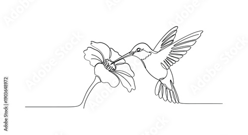 Hummingbird feeding from flower in elegant line art