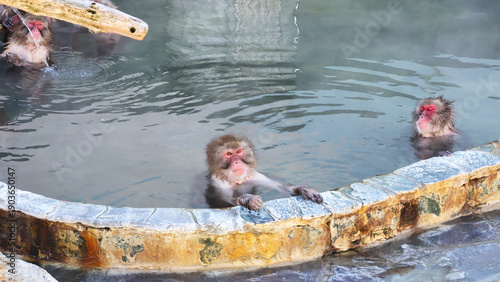 Fotografi Snow Monkeys Relaxing in the Hot Springs at Hakodate Tropical Botanical Garden