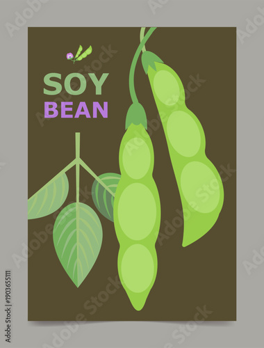 poster, brochure with drawing of soybeans. Isolated flower, beans and leaves. Card geometry for print design vector banner