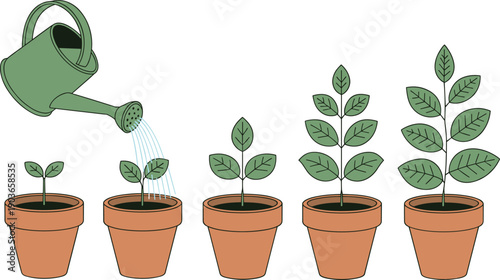 plant, growth, watering, stages, potted, garden, botanical, illustration, seedling, nature, development, green, care, lifecycle, agriculture, education, diagram, vector, soil, process
