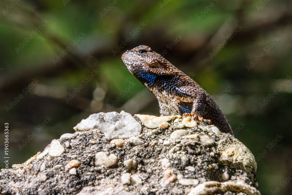 Fototapeta premium fence lizard close-up with details