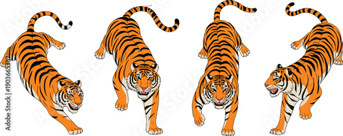 Tiger illustration set, powerful wild animal poses, realistic striped big cat, dynamic movement, wildlife predator art isolated on white