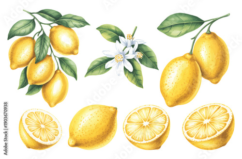 Fresh lemon fruits with slices and flowers painted in natural watercolor.