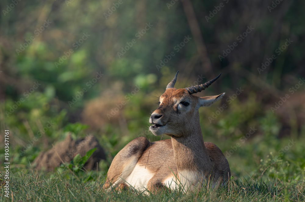 Fototapeta premium Indian blackbuck antelope resting calmly in green grassland with natural forest background. Wildlife mammal portrait showing horns, alert expression and peaceful behavior in natural habitat.