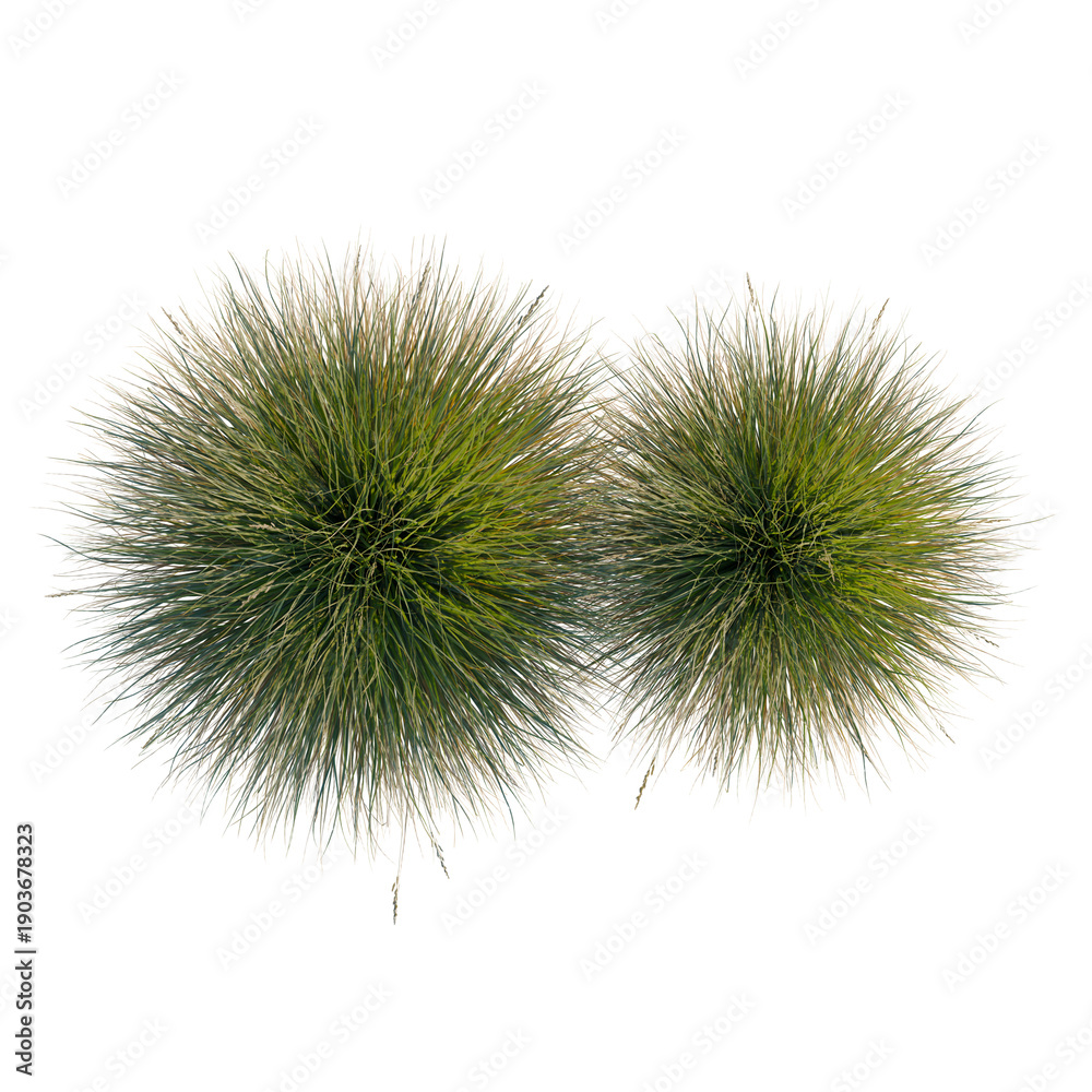 Fototapeta premium Festuca gautieri tree plan, top view, cutout, transparent background, isolate, Lush Green Grass Texture Close-Up: Detailed View of Blades and Natural Patterns
