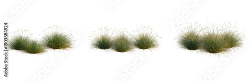Fotografie Festuca gautieri tree, elevation, front view, cutout, transparent background, is