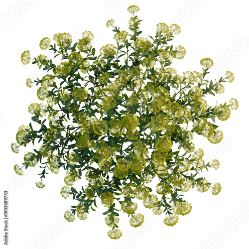 Bupleurum fruticosum tree plan, top view, cutout, transparent background, isolate, Delicate sprig of blooming lemon lace flowers, detailed botanical close-up, fresh springtime floral arrangement