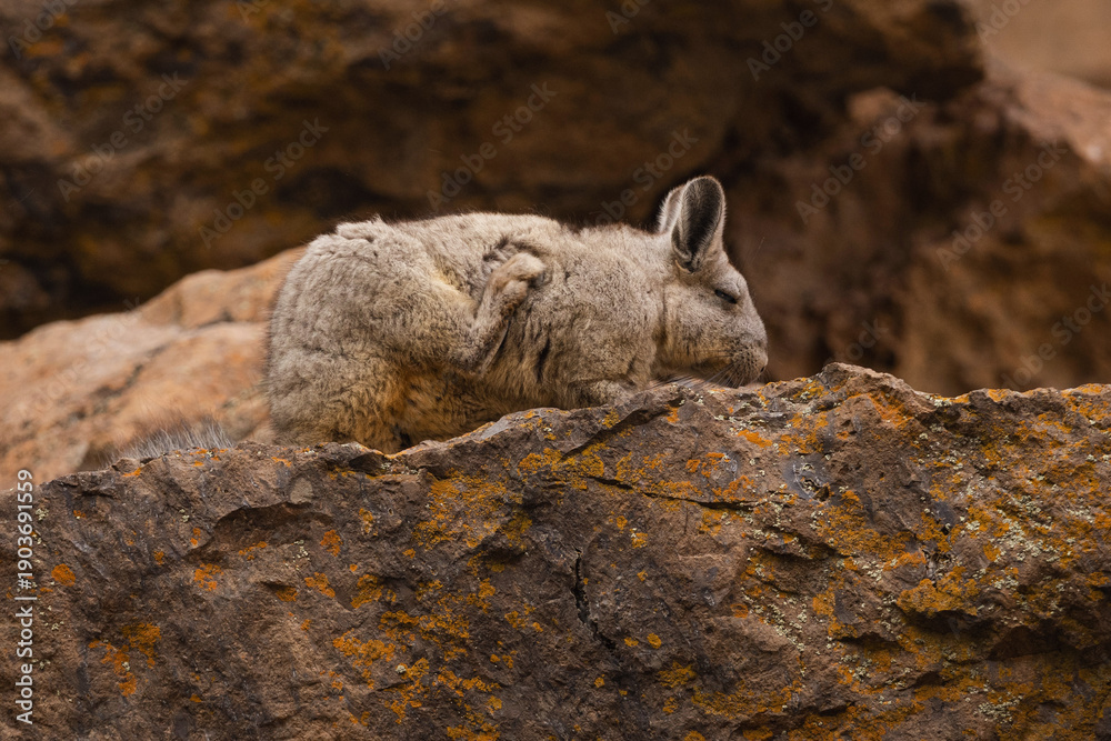 Fototapeta premium Viscacha scratching itself on a rock