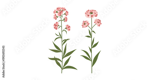 Botanical illustration of two varieties of phlox plants with clusters of small pink flowers and green leaves on white.