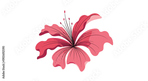 Single pink lily flower with long stamens and delicate petals shown in a detailed illustration on a white background.
